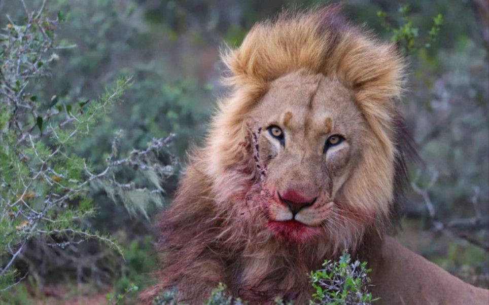 雄狮颜值担当之一,帅气的杰克雄狮_哔哩哔哩_bilibili