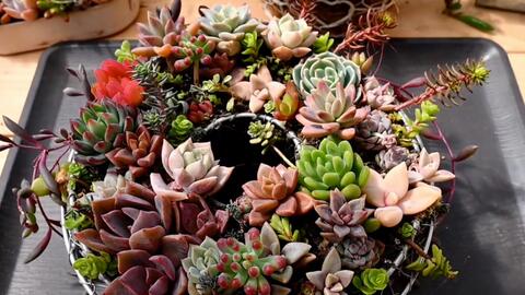 多肉礼 多肉植物 Succulent Plants 76 多肉浇水 珍珠吊兰 姬小露 黑王子 十二卷 七福神 哔哩哔哩 つロ干杯 Bilibili