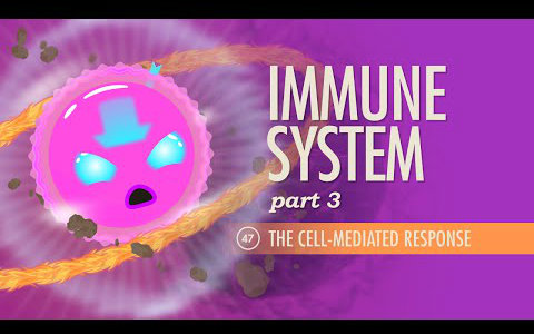 【完结】【10分钟速成课:解剖与生理】第47集  免疫系统 part 3 细胞介导反应哔哩哔哩bilibili