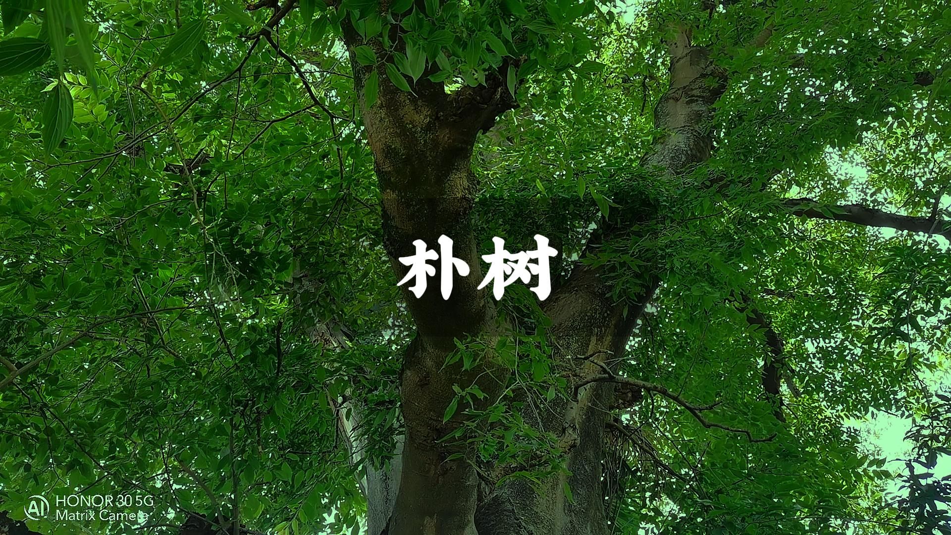 如果你遇见这种植物一定要认识朴树