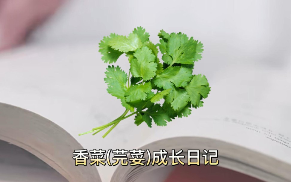 香菜(芫荽)成长日记哔哩哔哩bilibili