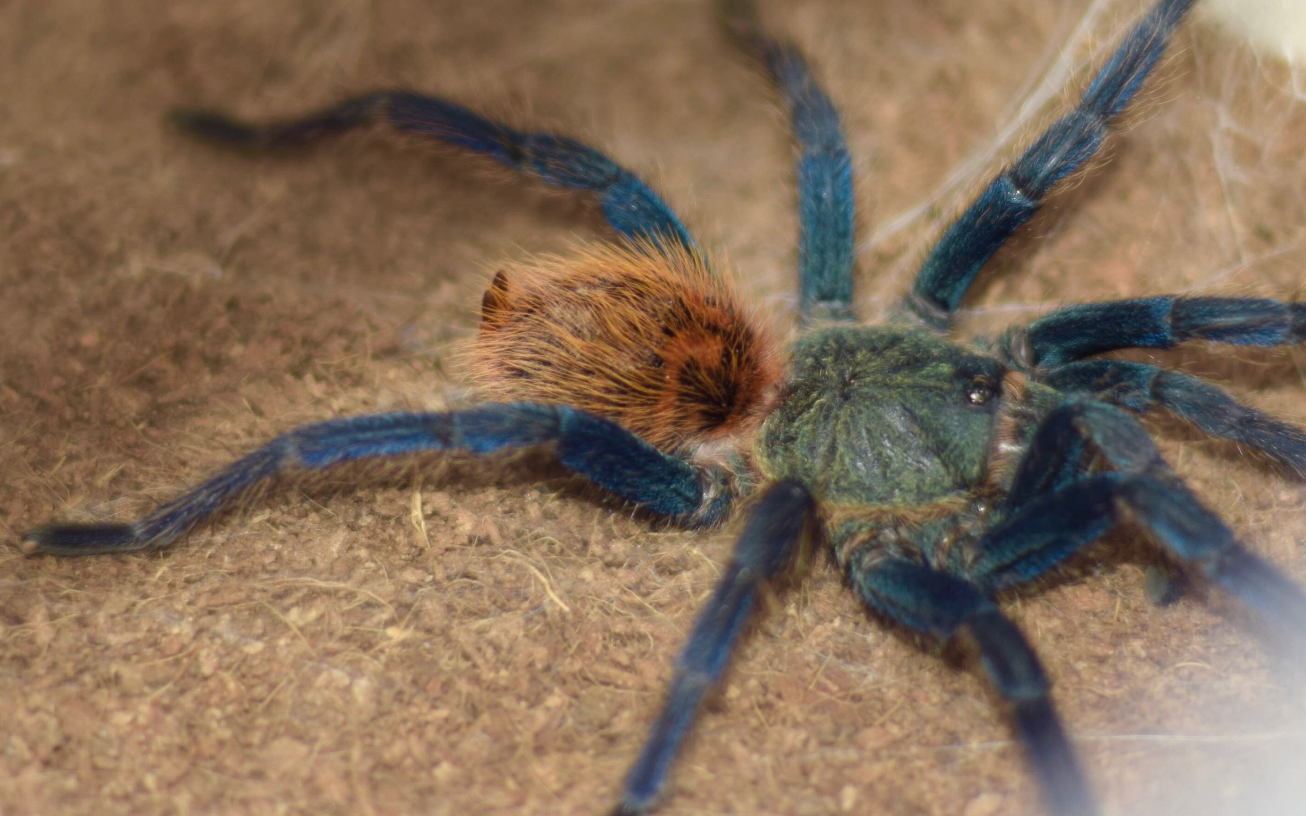 【捕鸟蛛】红绿橙在线吃土_哔哩哔哩 (゜-゜)つロ 干杯~-bilibili