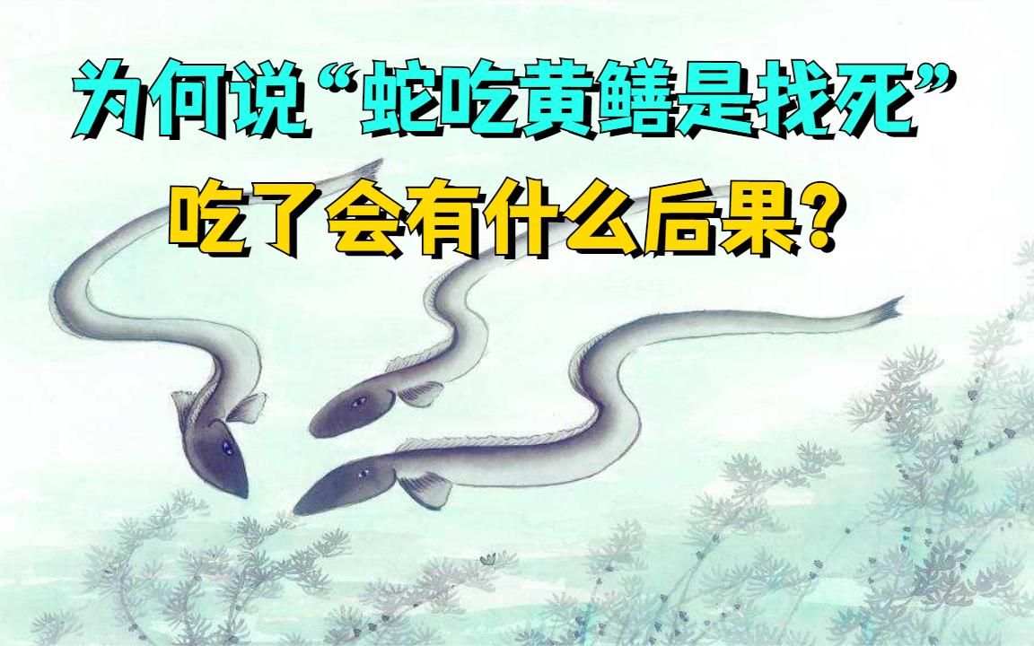 为何说“蛇吃黄鳝是找死”,蛇真的怕黄鳝吗?吃了会有什么后果?哔哩哔哩bilibili