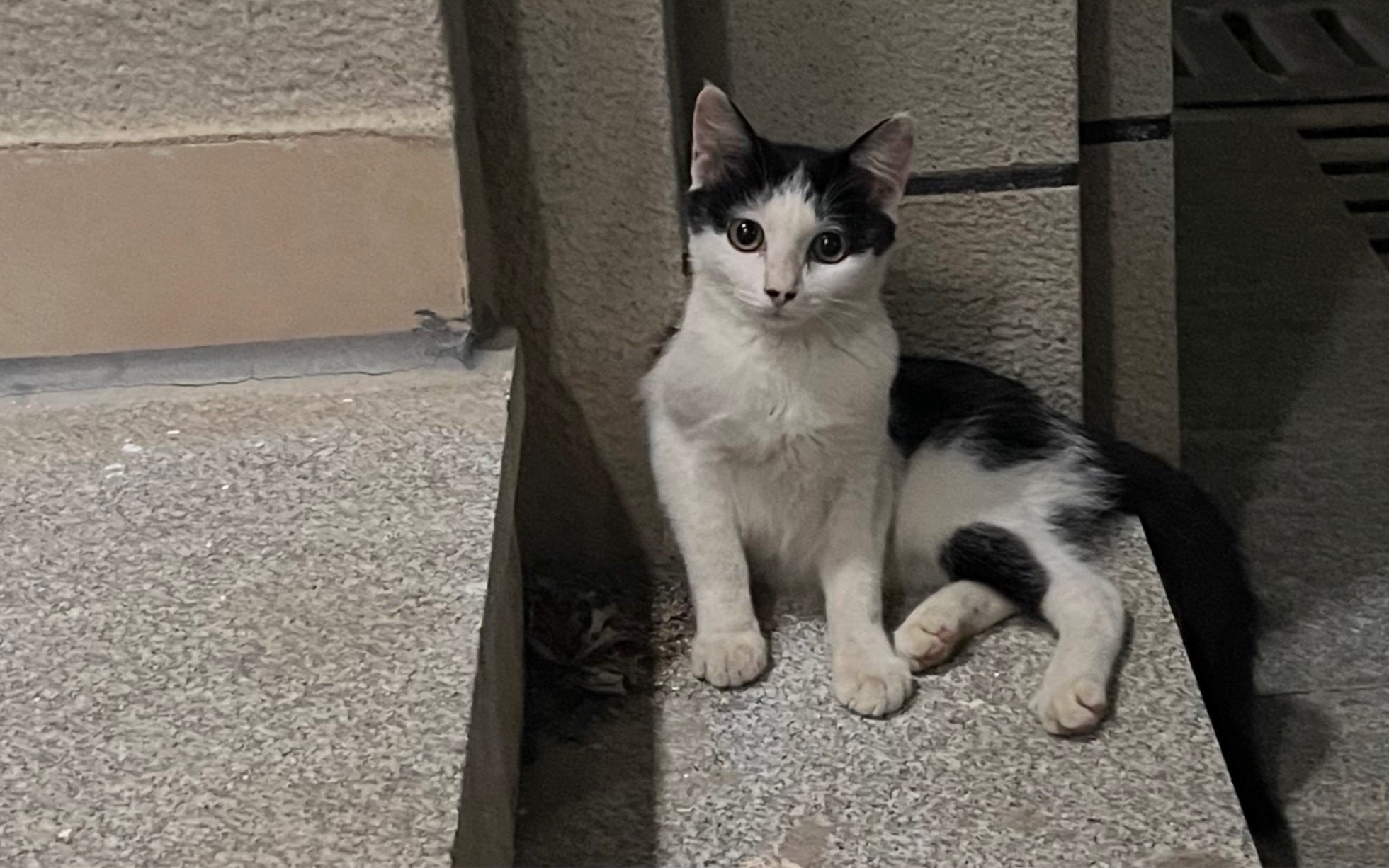 中分小黑哞哞奶牛猫