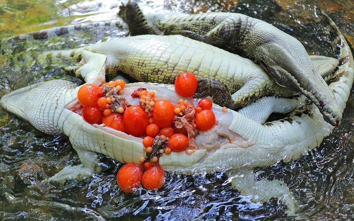越南小伙在林中捉到几条鳄鱼,剖开肚子后,发现意外之喜!
