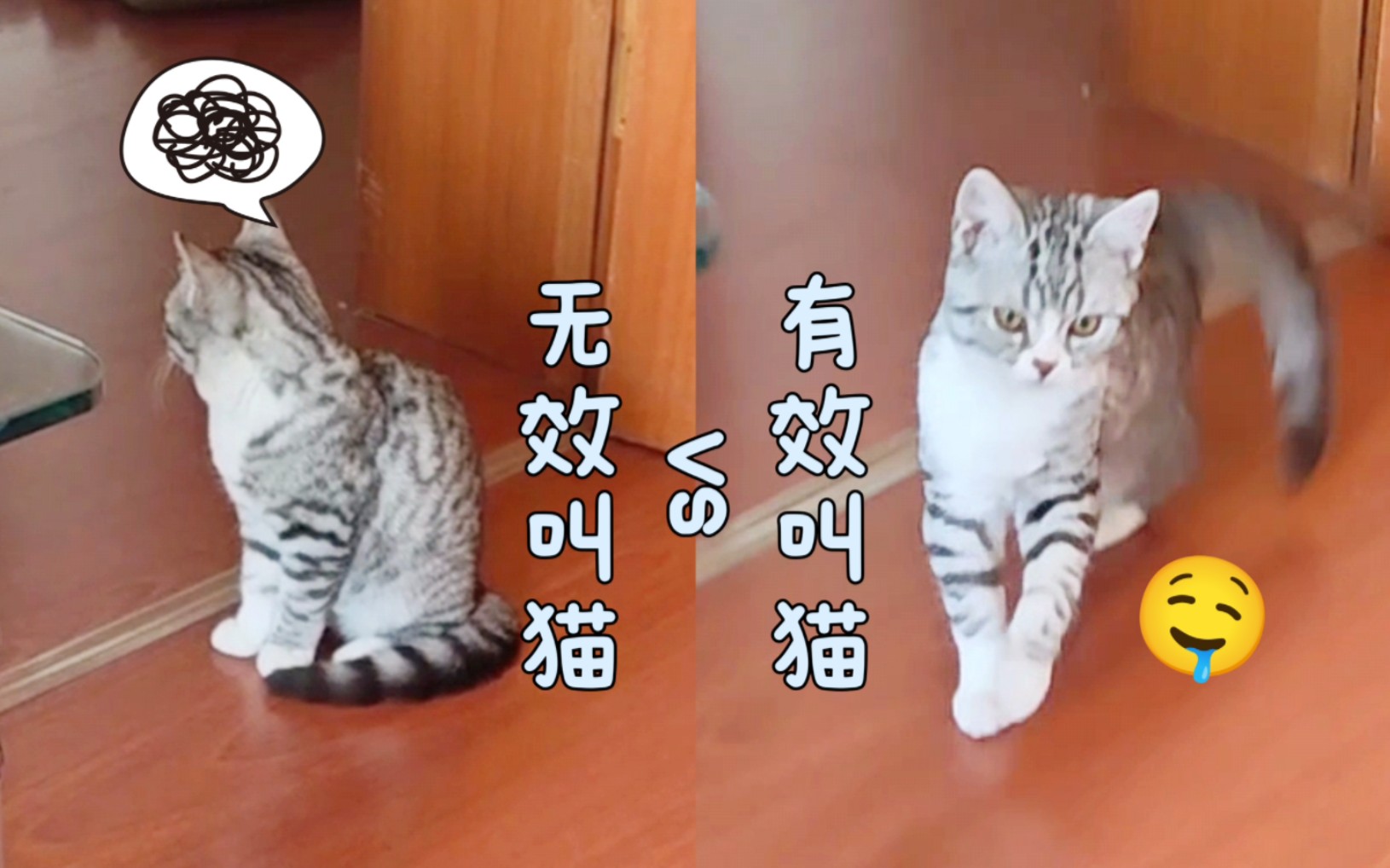 还在用假的叫猫声?进来看看真正的高效叫猫!哔哩哔哩bilibili