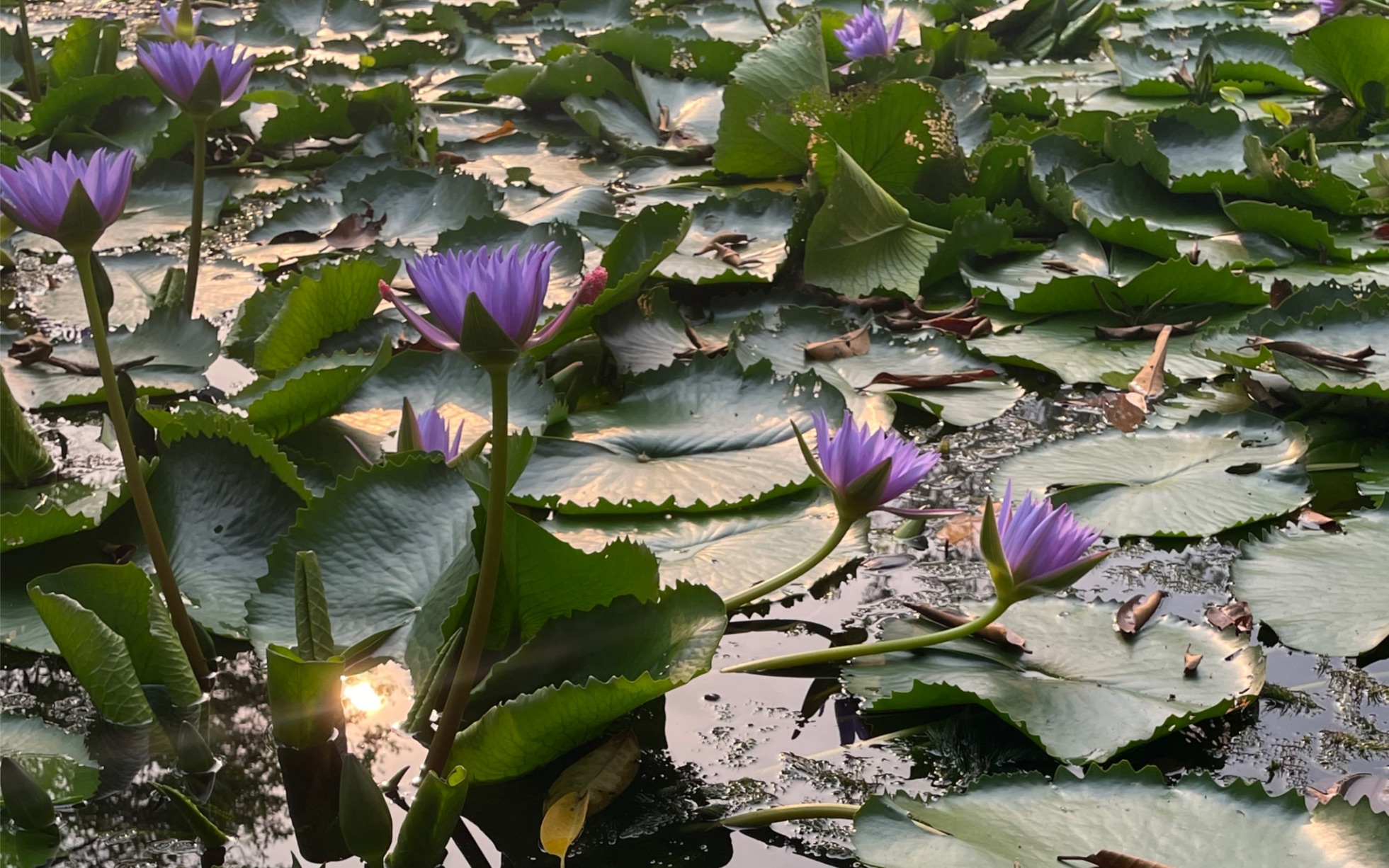 [图]池边赏花发现一只癞蛤蟆（害怕蛤蟆的不要点进来呀！！