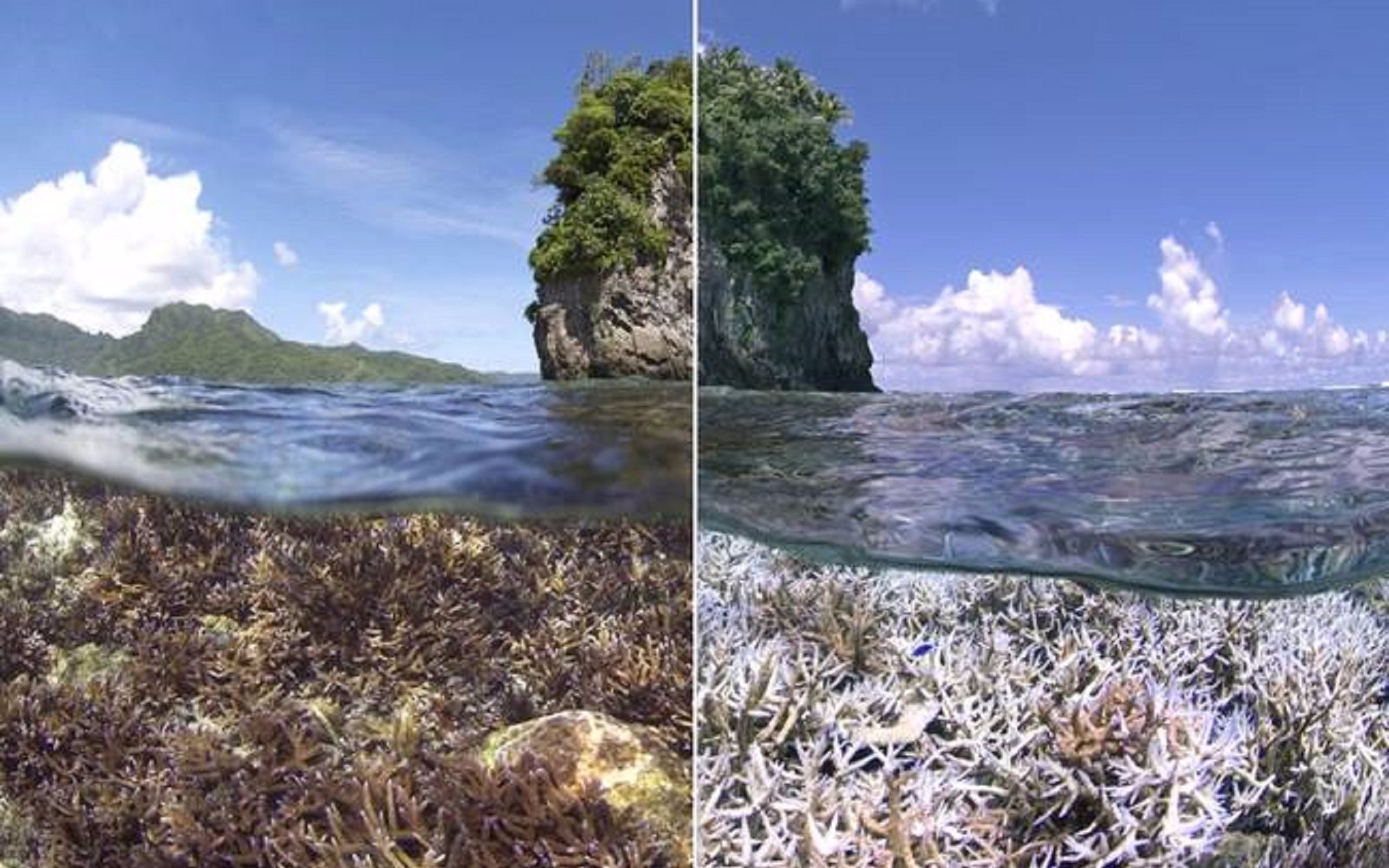 [图]【海洋生物】珊瑚白化是如何发生的？