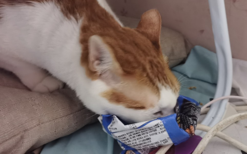 我家大橘猫喜欢吃干脆面