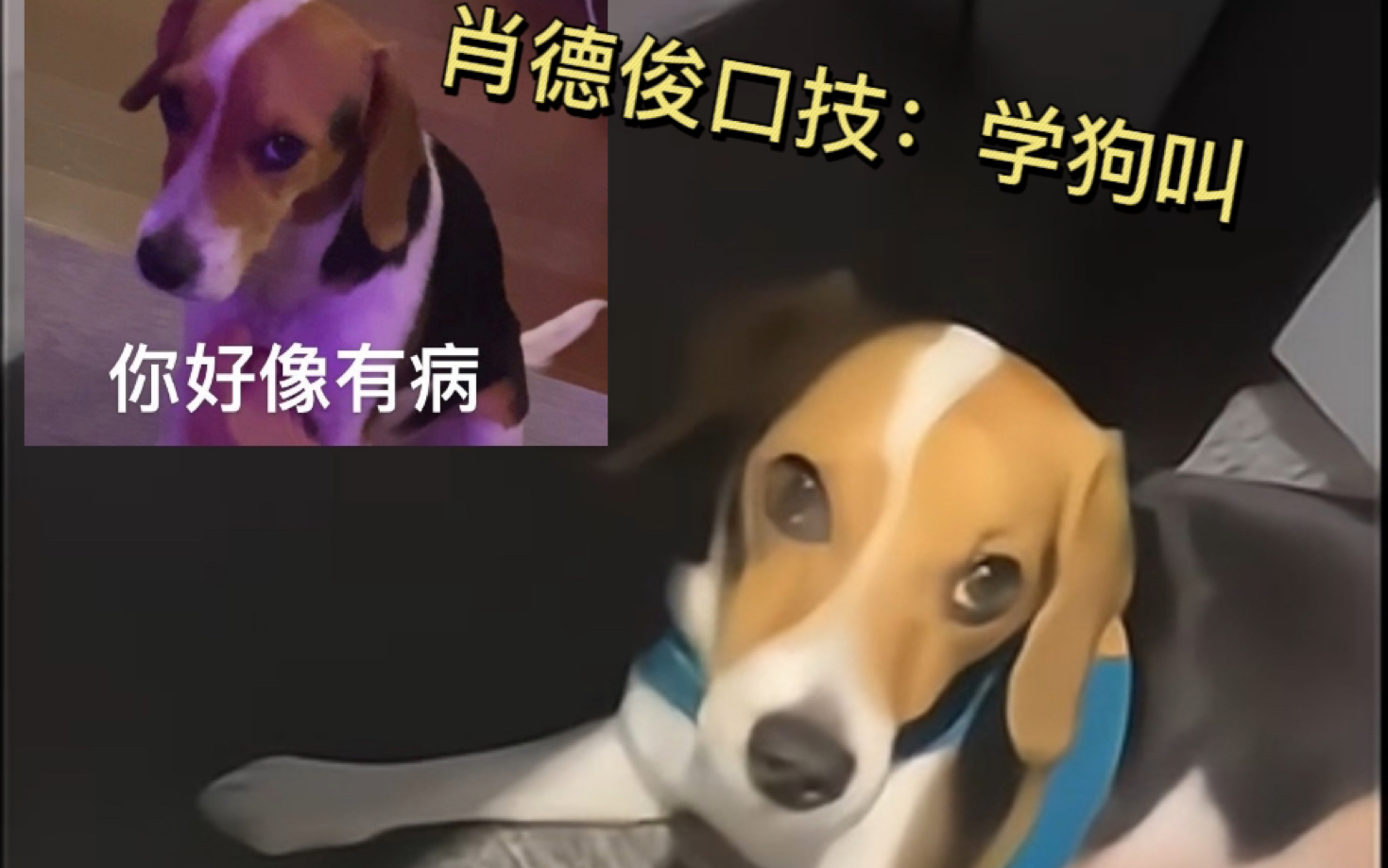 每當肖德俊直播,總會開始他的口技表演| 肖德俊:bella沒有那種本能