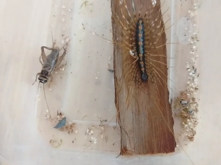 类小蚰蜒捕食蟋蟀