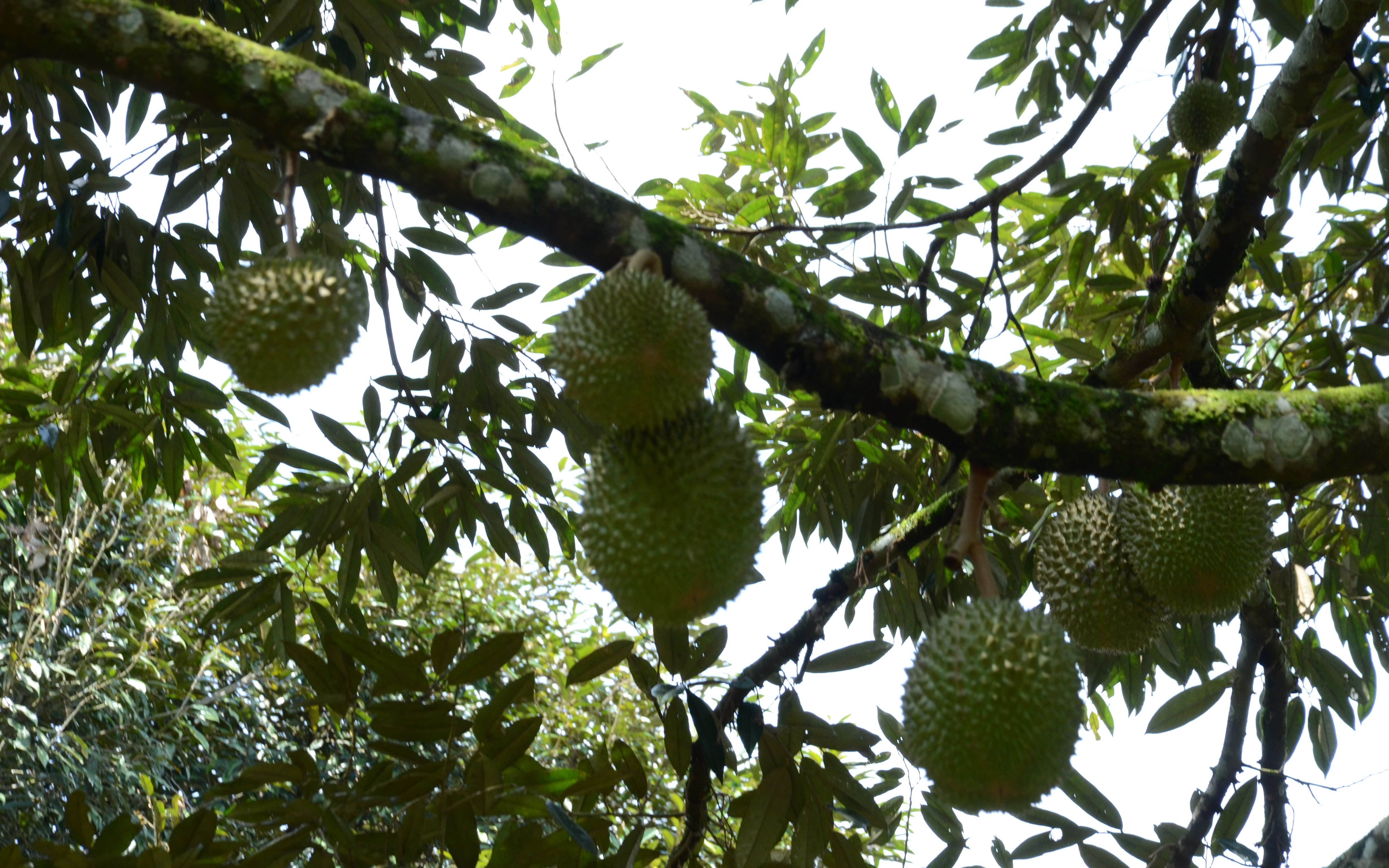实拍怡保榴莲园:山上的野猴子相当顽皮,偷偷爬上树采摘榴莲