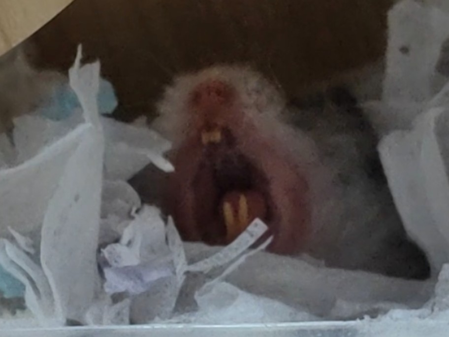 哪有这样打哈欠的