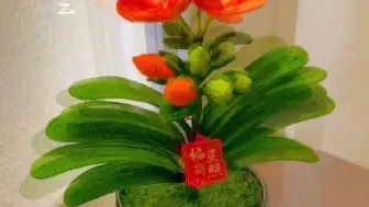 下载视频: 年宵花～君子兰盆栽