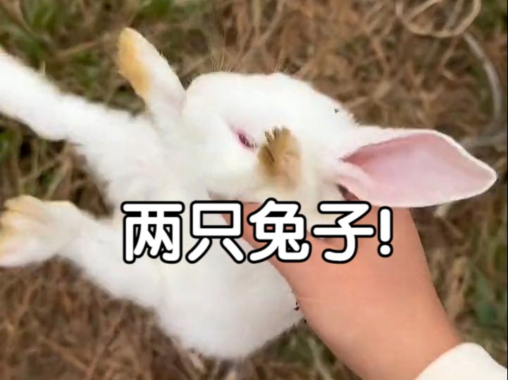 挑战流浪100天寻找家园第23天