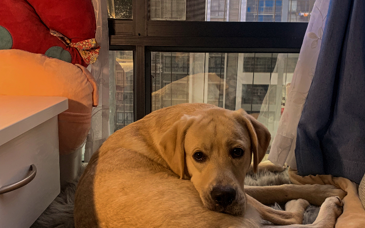 《关于我在书桌前学习时狗子在旁边干些什么》