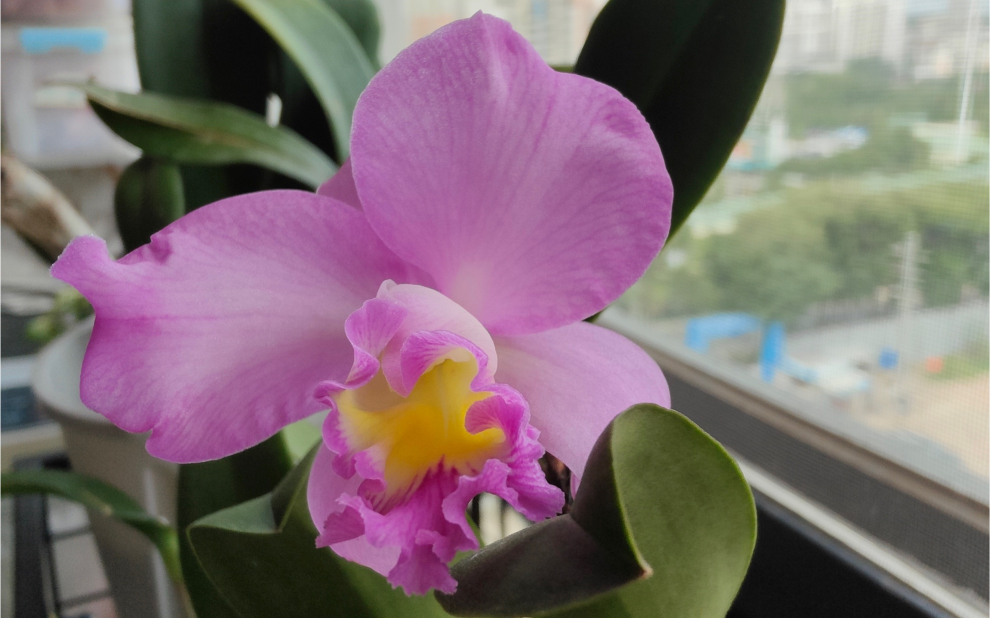 圣诞玫瑰卡特兰开花株