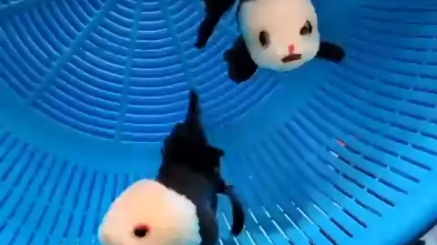 熊猫你见过,熊猫鱼你听过吗
