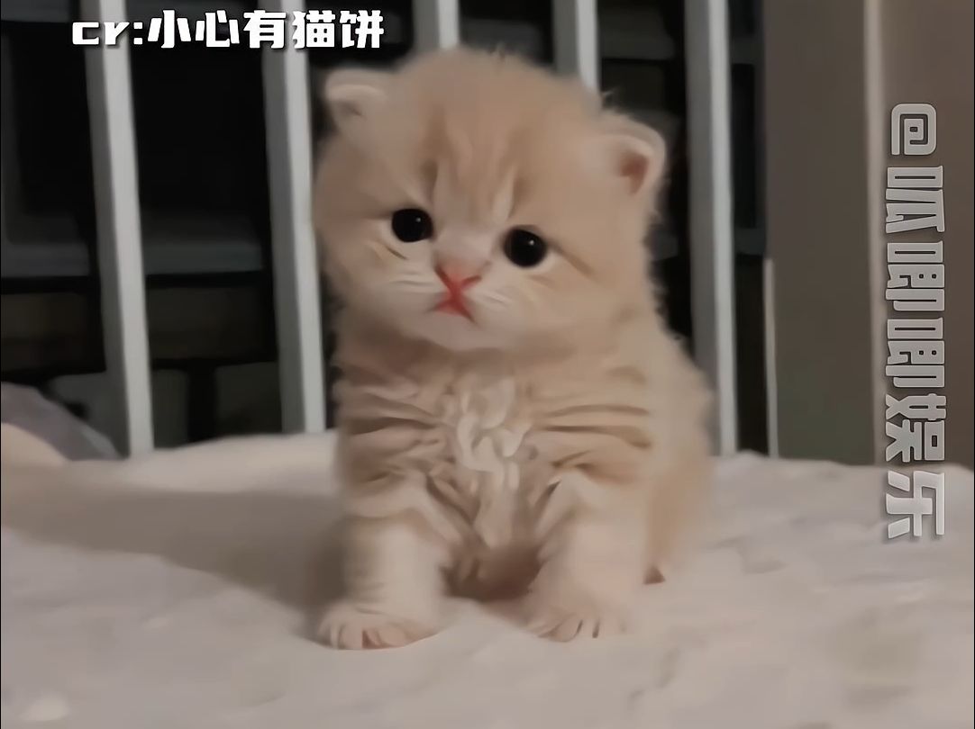 小奶猫的天崩开局哔哩哔哩bilibili