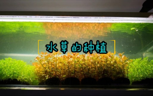 【热带鱼】水草的种植 (2)哔哩哔哩bilibili