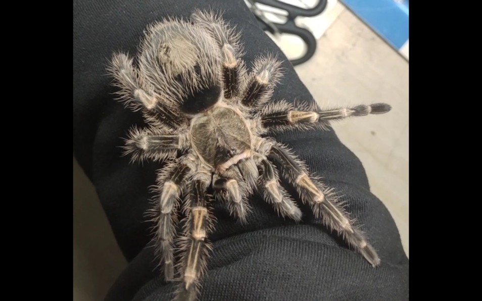 这才符合万圣节……长达四分钟的蜘蛛上手视频