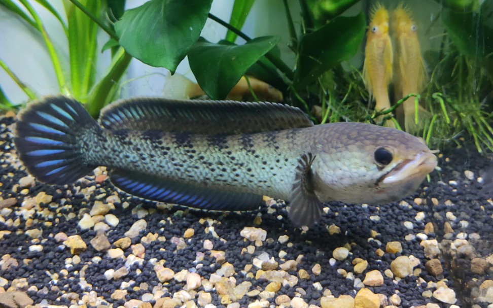 鬼王雷龙于草间浮游半日忘得冬寒