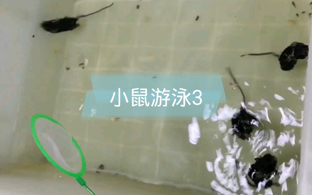 【实验民工】小鼠游泳训练适应性训练第三天(负重10%)