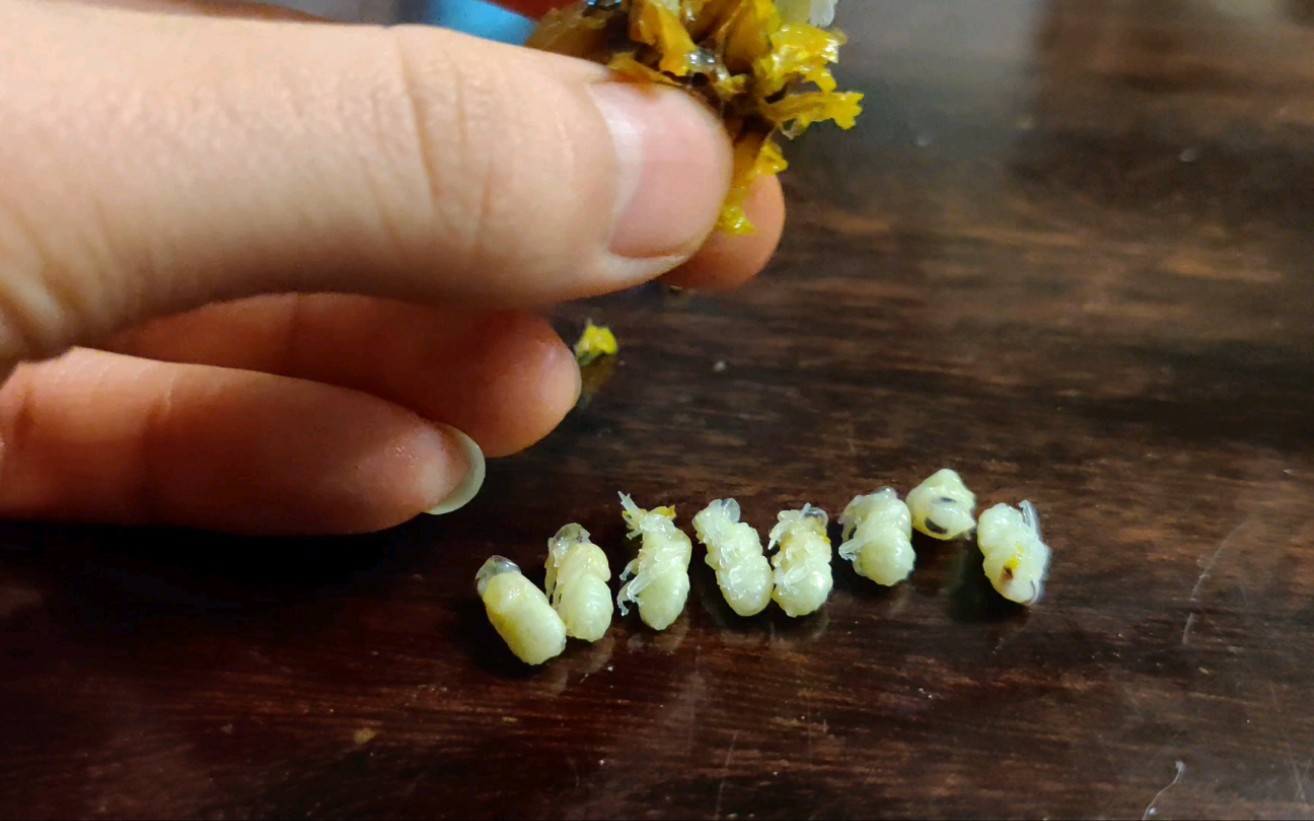 把蜂巢里的幼虫拔出来,超级酸爽,慎入,慎入