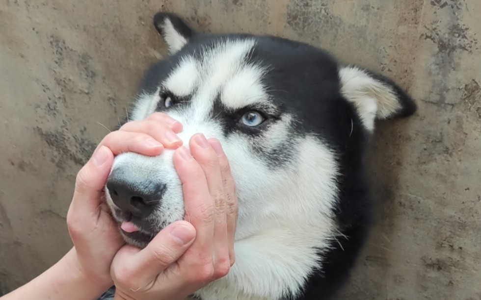 大傻狗旺旺旺旺