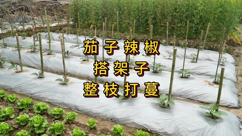 辣椒茄子怎么搭架子,侧枝如何修剪