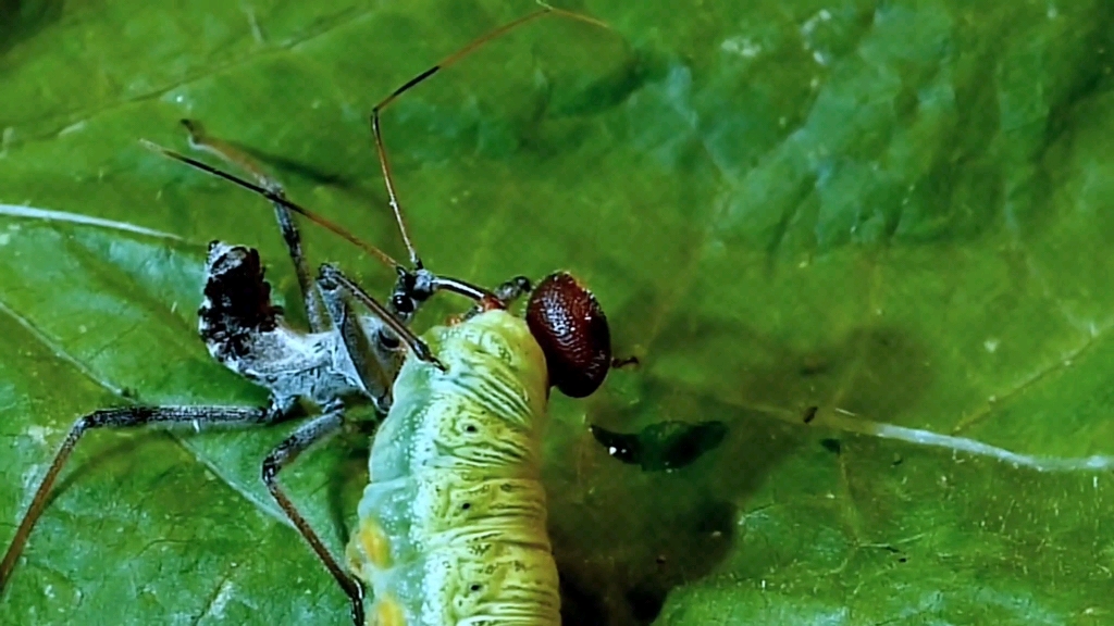 刺客虫吸干一个又一个猎物,却被更狡猾的对手干掉了