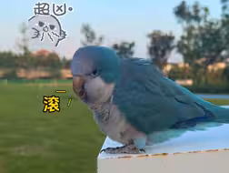 原来小鸟养久了真的能成精
