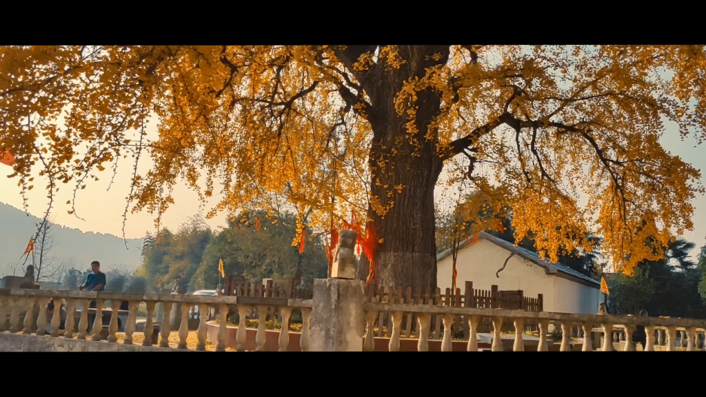 合肥巢湖天台禅寺千年古银杏树