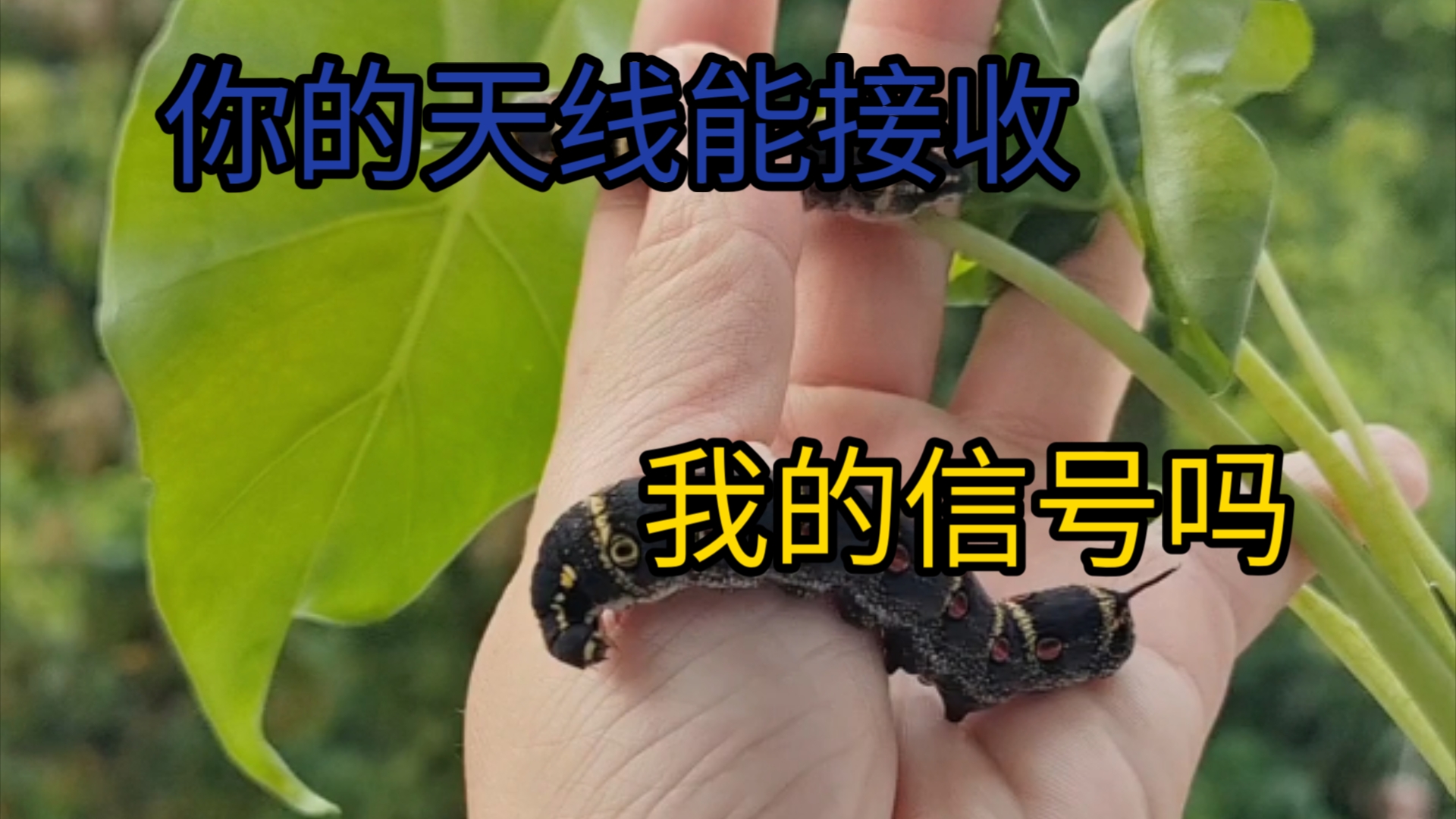 摸摸虫宝——芋双线天蛾