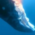虎鲸ＶＳ大白鲨，座头鲸被撕烂，惨不忍睹！