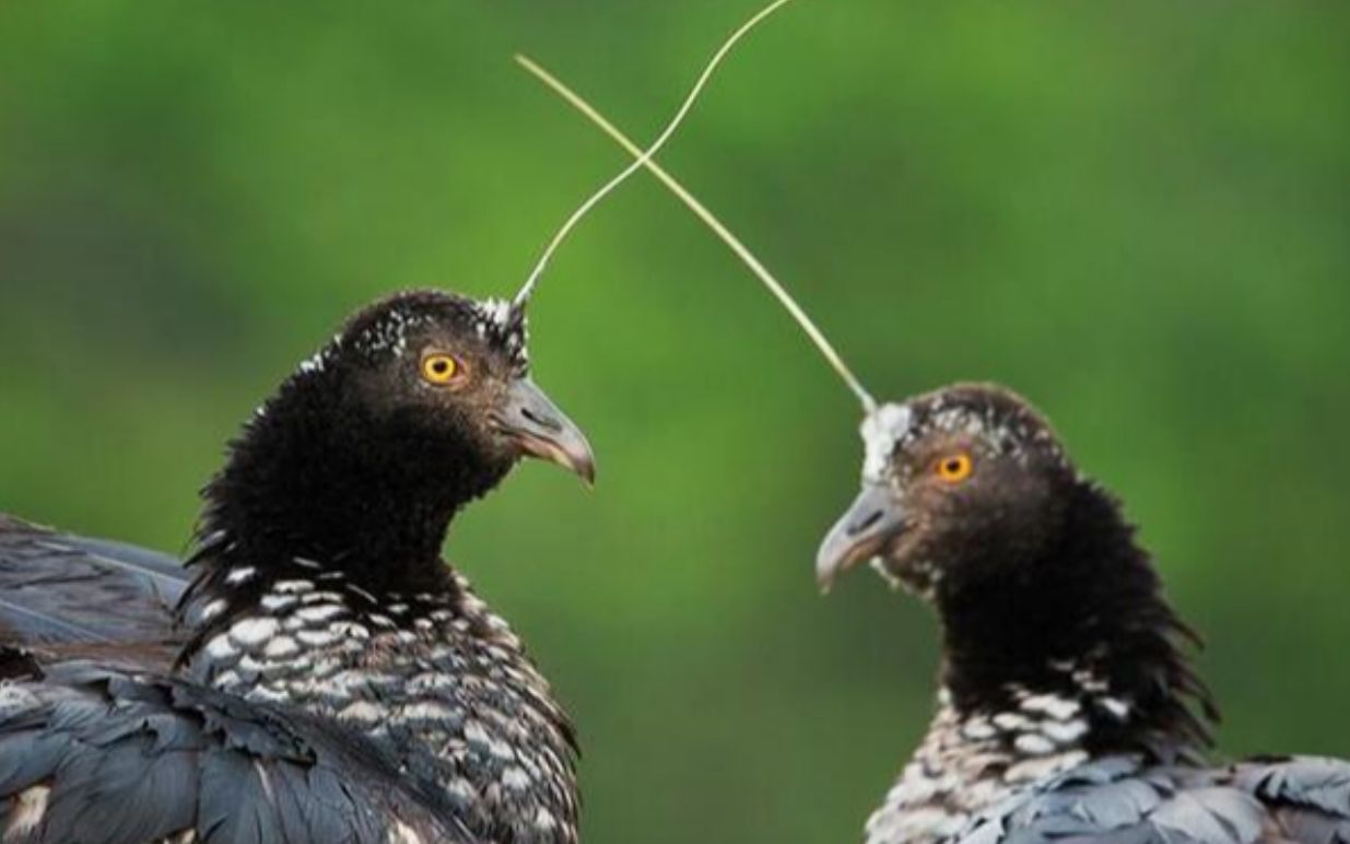 妈妈再也不用担心我被雷击中啦 一只特立独行的角