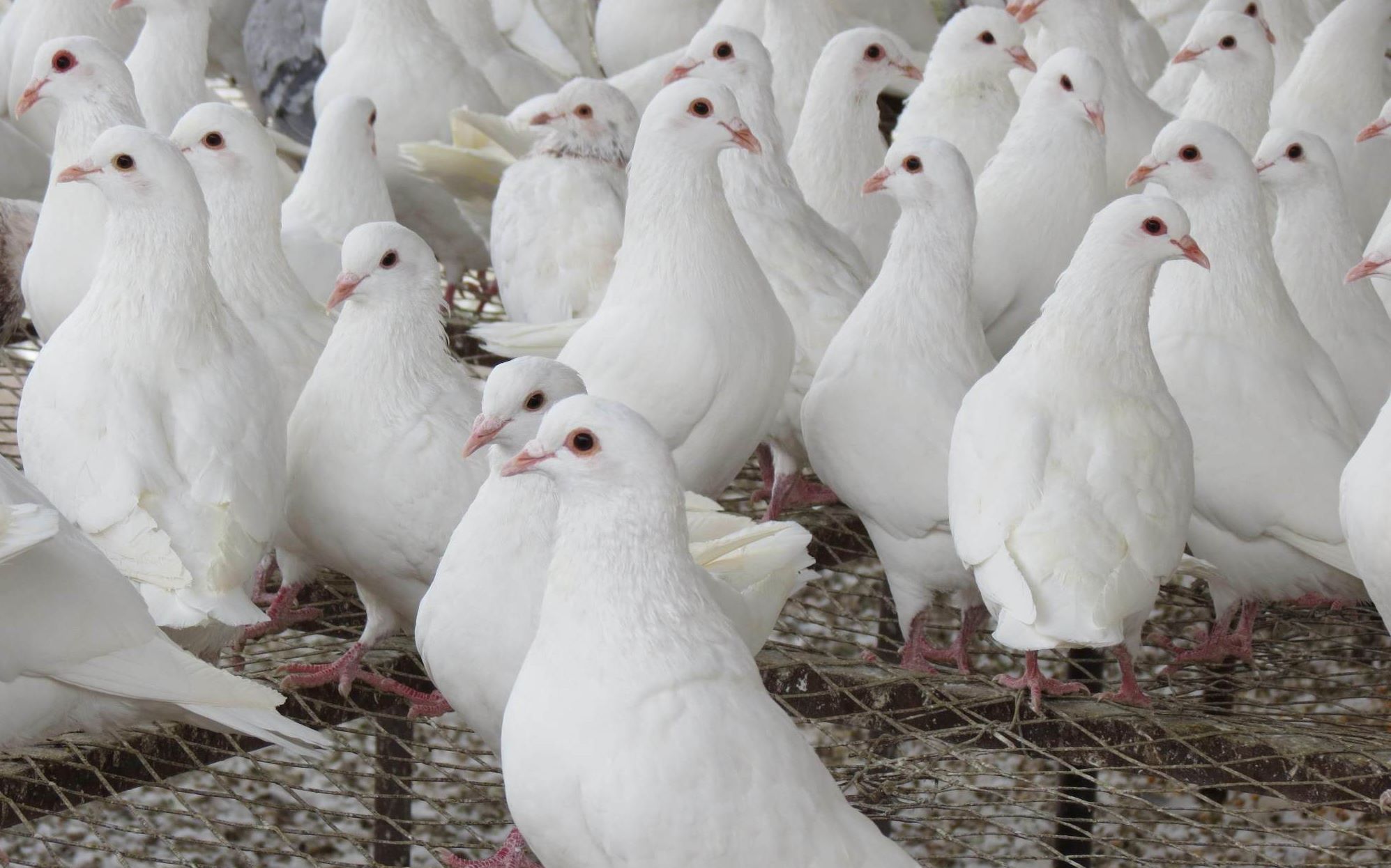 [罗博造造]鸽类大型聚会现场实录_哔哩哔哩 (゜-゜)つロ 干杯~-bili