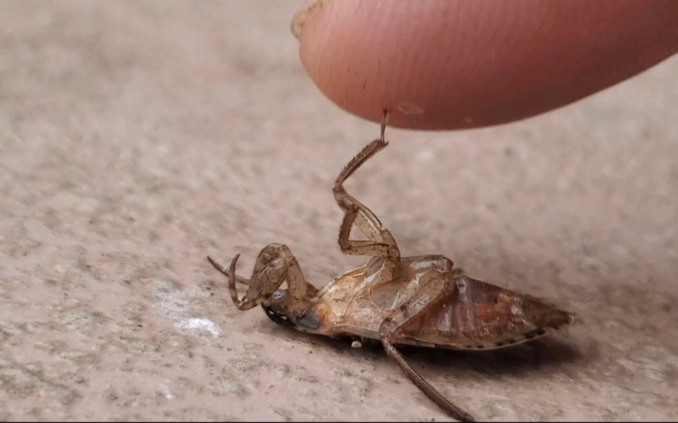 会装死的小精灵