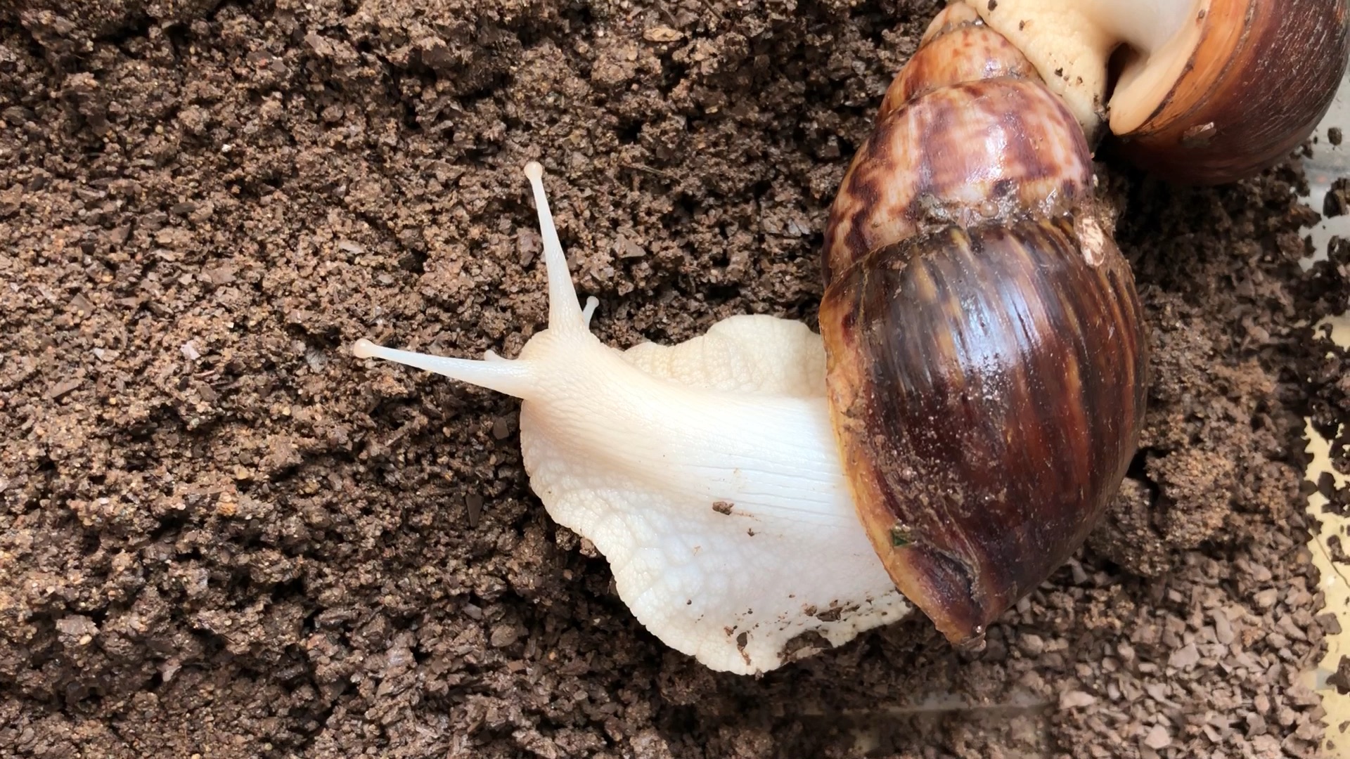 宠物蜗牛如何选择合适钙土