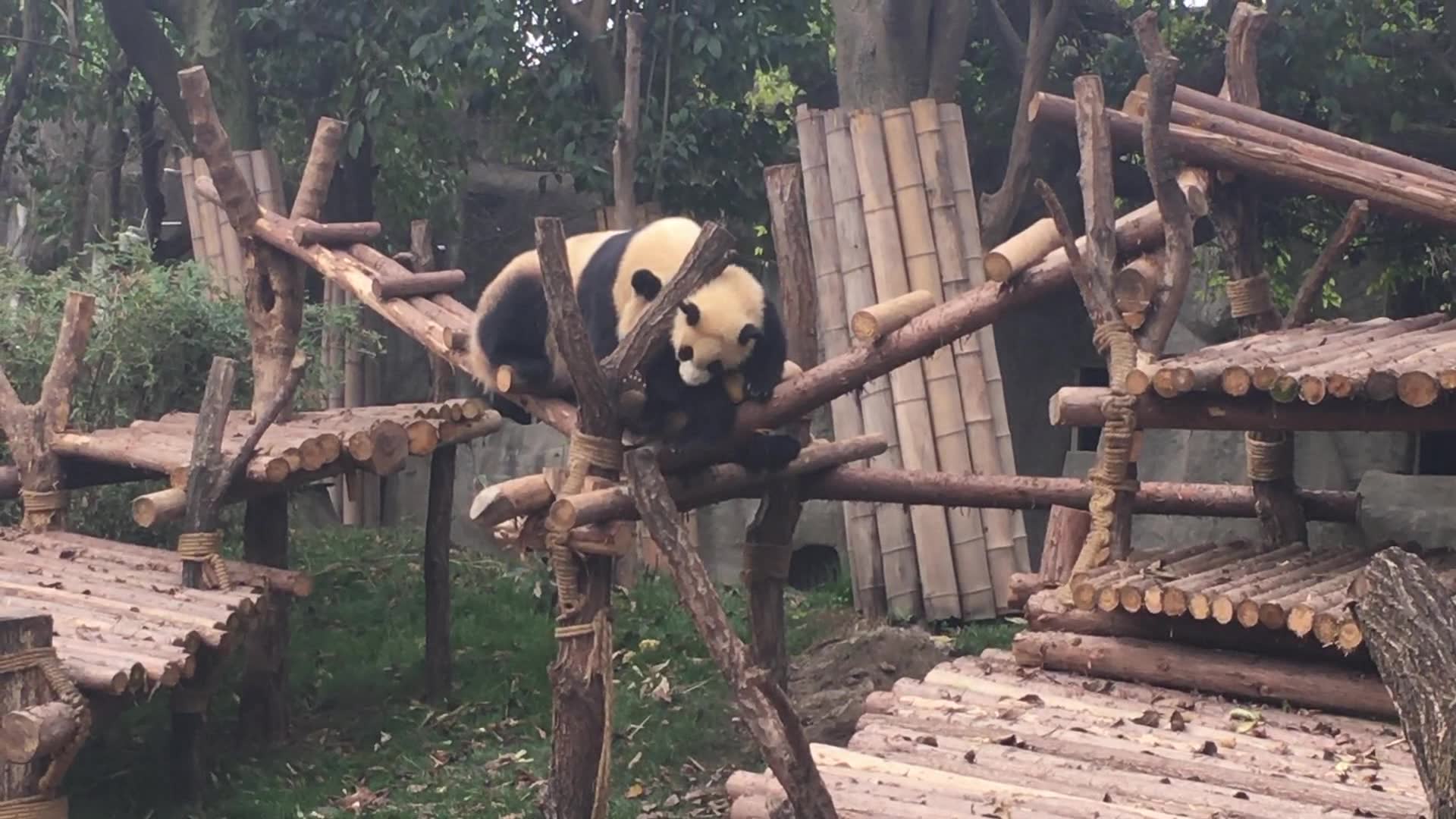 [图]20170410 雅猪雅韵感受麻麻沉重的爱意吧