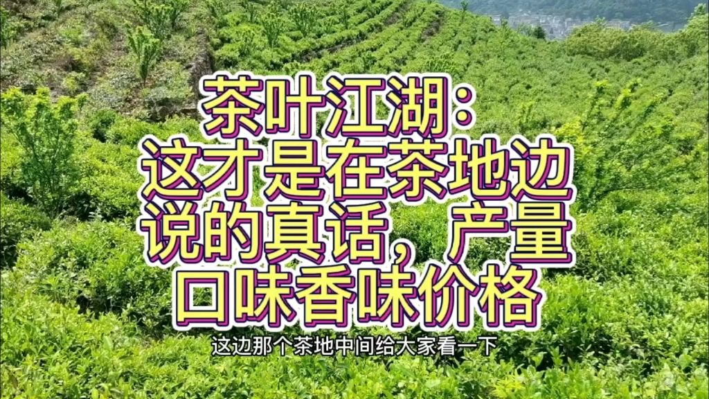 [图]荒山茶荒野茶真有他们说得那样好那样贵吗？那只是满满的套路