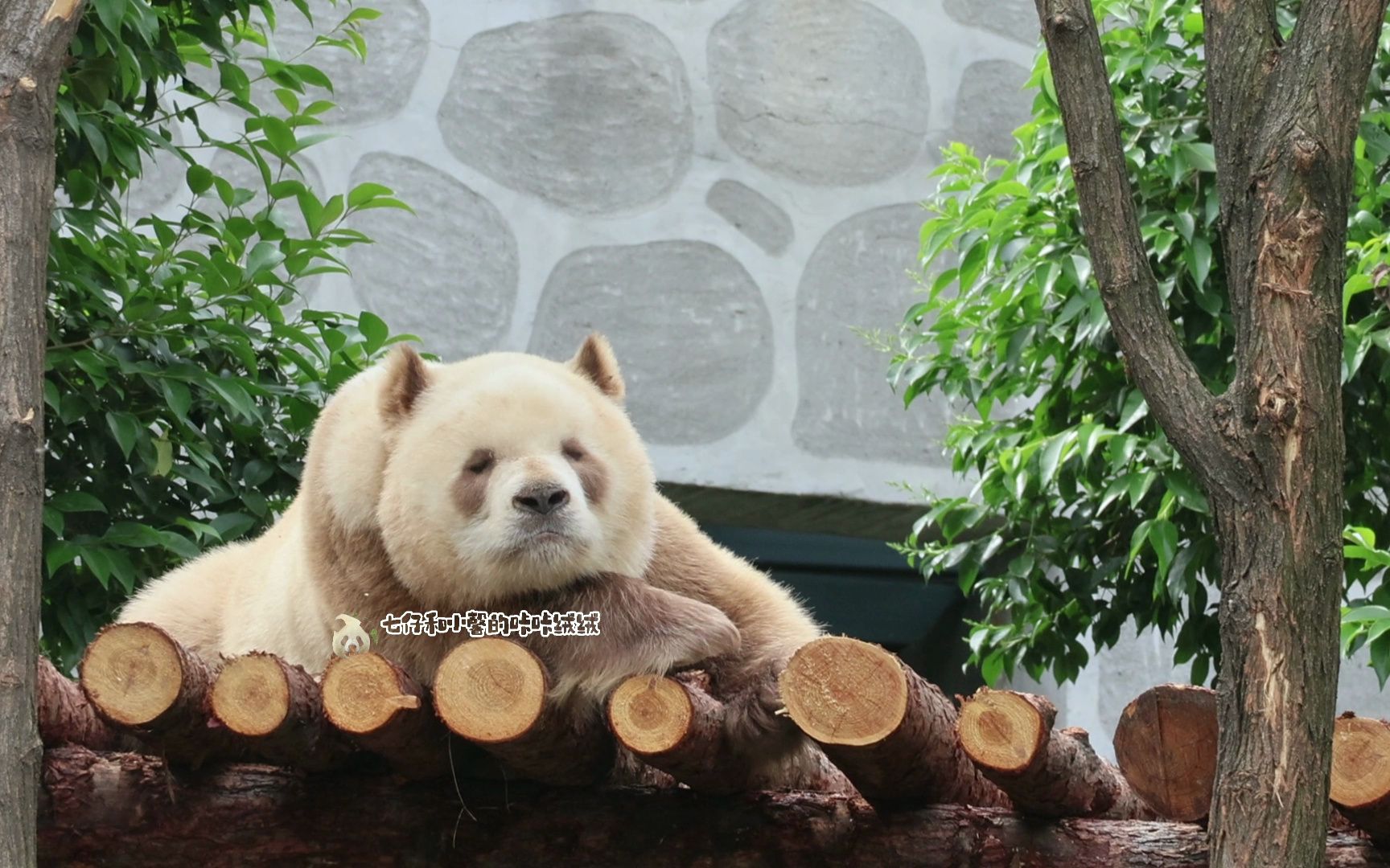 【大熊猫七仔】七仔趴在木架睡觉.