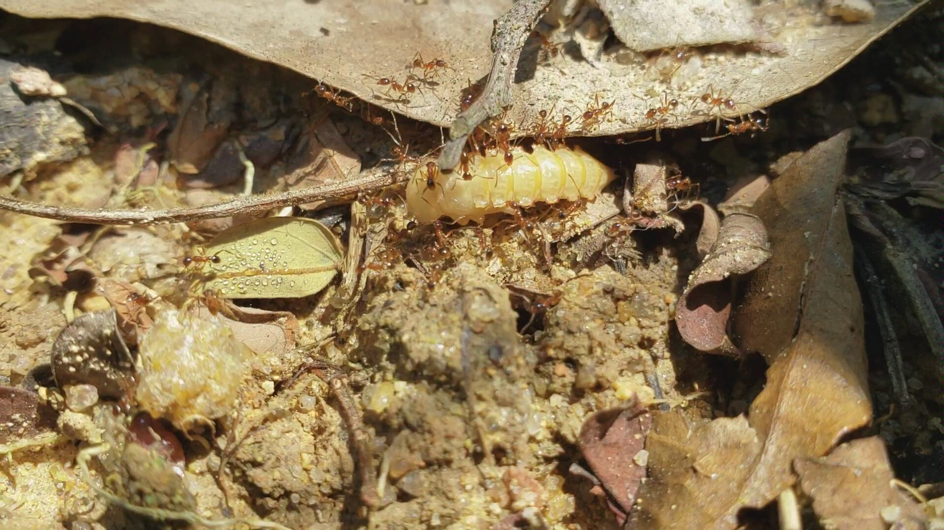 宽结大头蚁工蚁捕食黄粉虫蛹_哔哩哔哩 (゜-゜)つロ 干杯~-bilibili