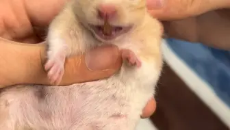 怎么感觉是它自己笑出来的