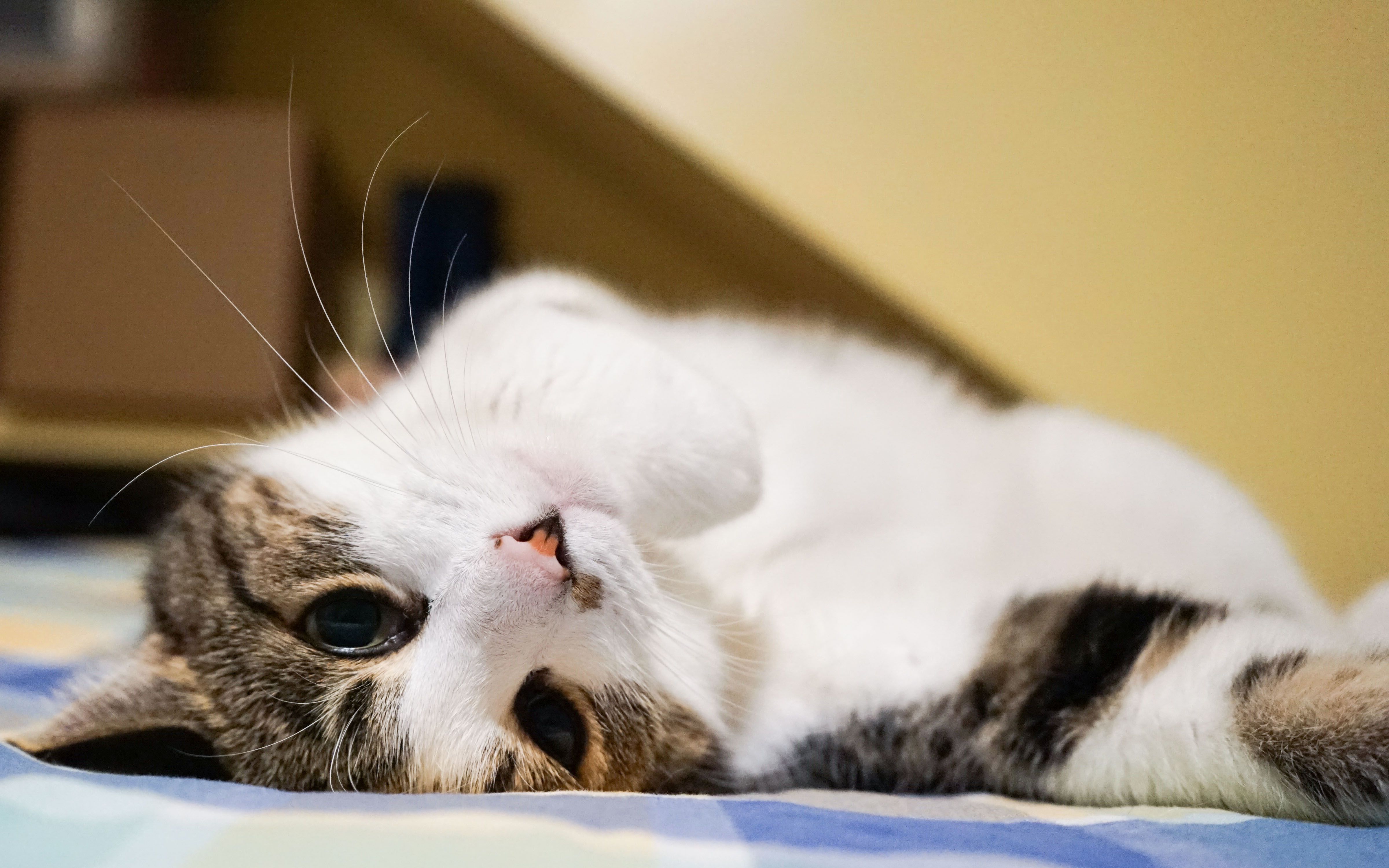 【老ti的日常】猫片 - 打瞌睡 happy kitty sleepy kitty purr purr