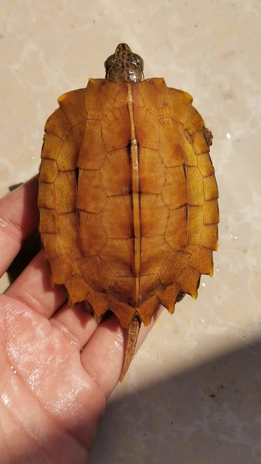 枫叶龟的龟壳真好看[歪嘴]