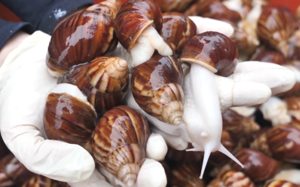 人工养殖可食用蜗牛