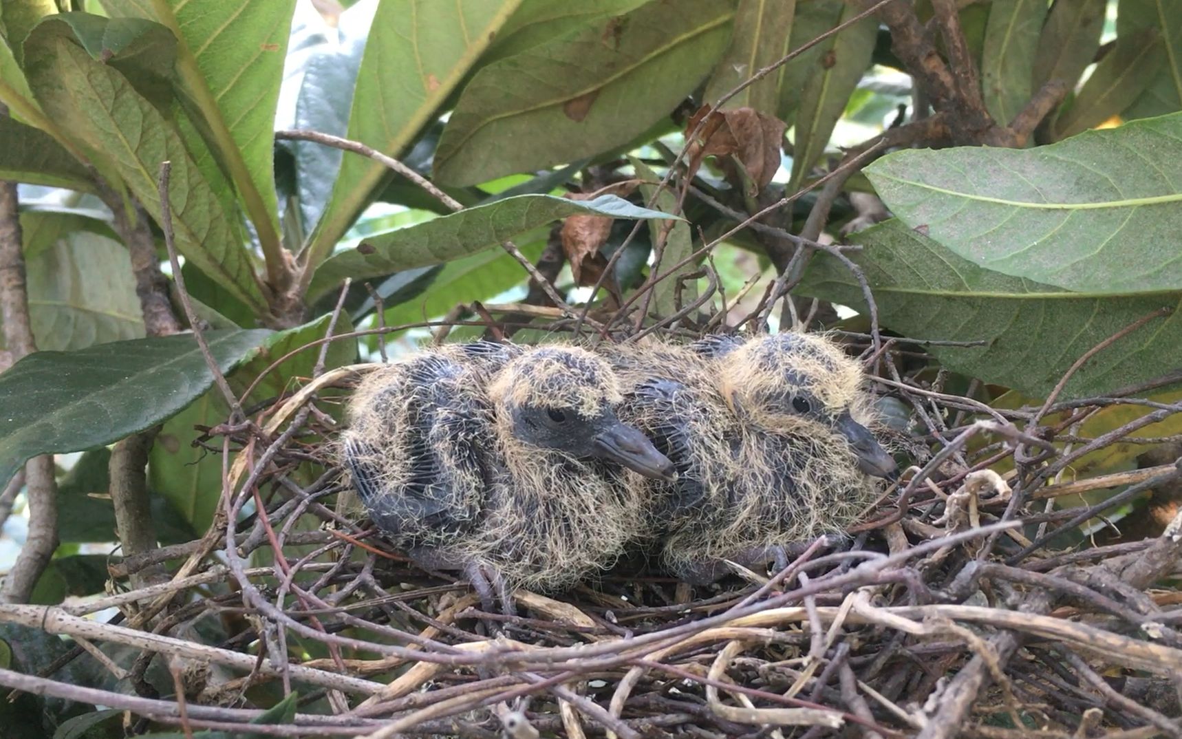 枇杷树上发现两只奇怪的幼鸟,长长的鸟嘴巴和全黑色的羽毛,这是什么