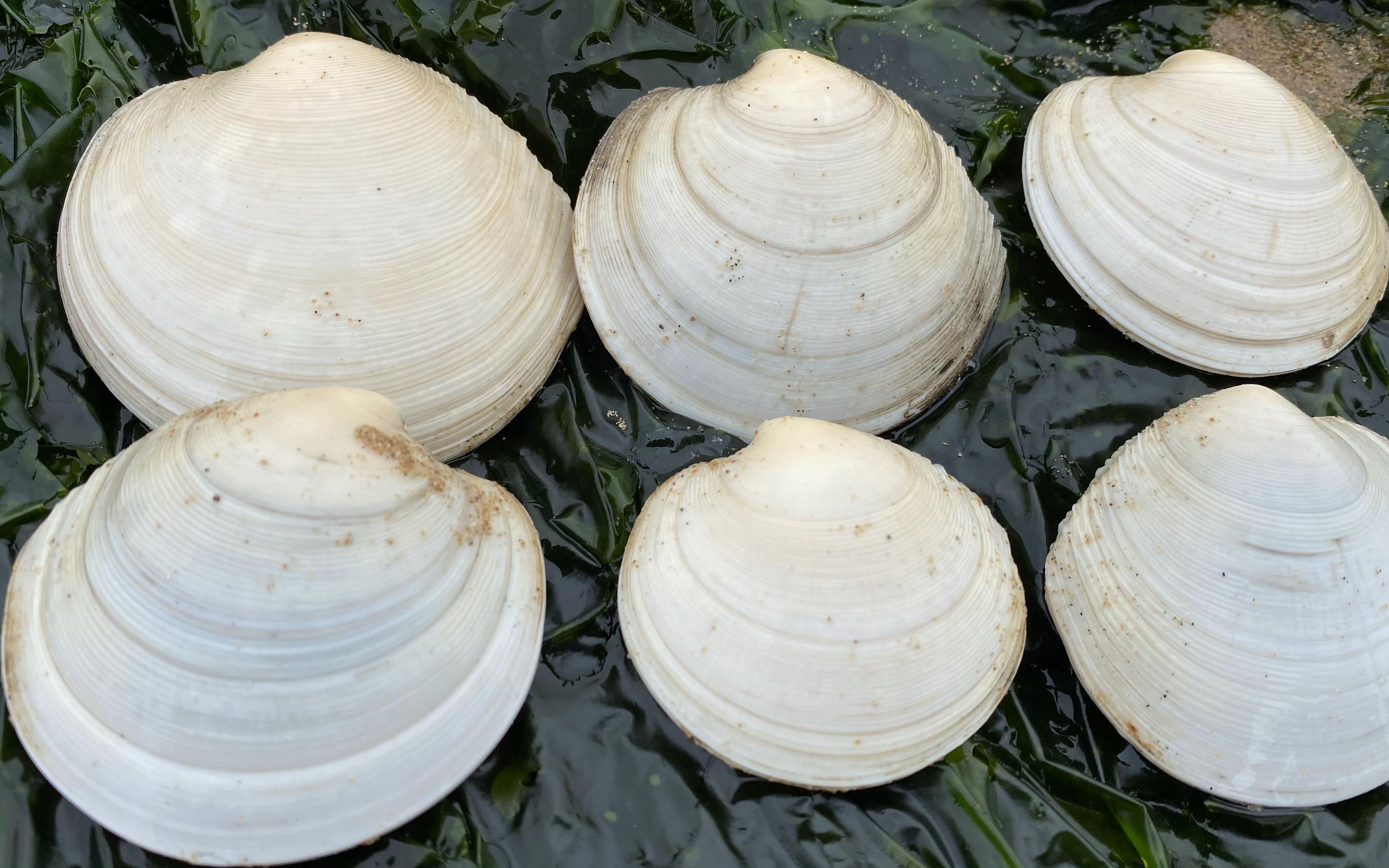 退潮后的沙滩地下全是月亮贝,大洋不知道挖到多少,还有绿色海带_哔哩