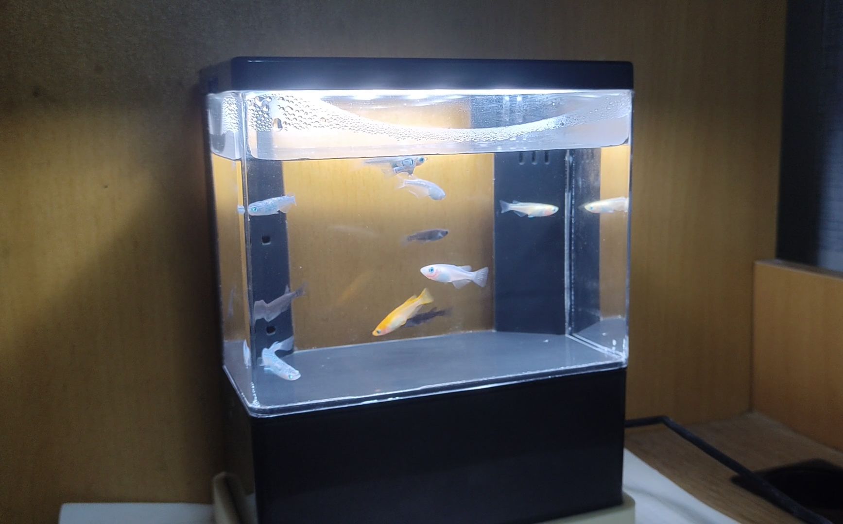 超干净的宿舍桌面观背青鳉小鱼缸